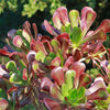 Giant Red Aeonium &