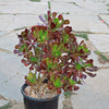 Giant Red Aeonium &