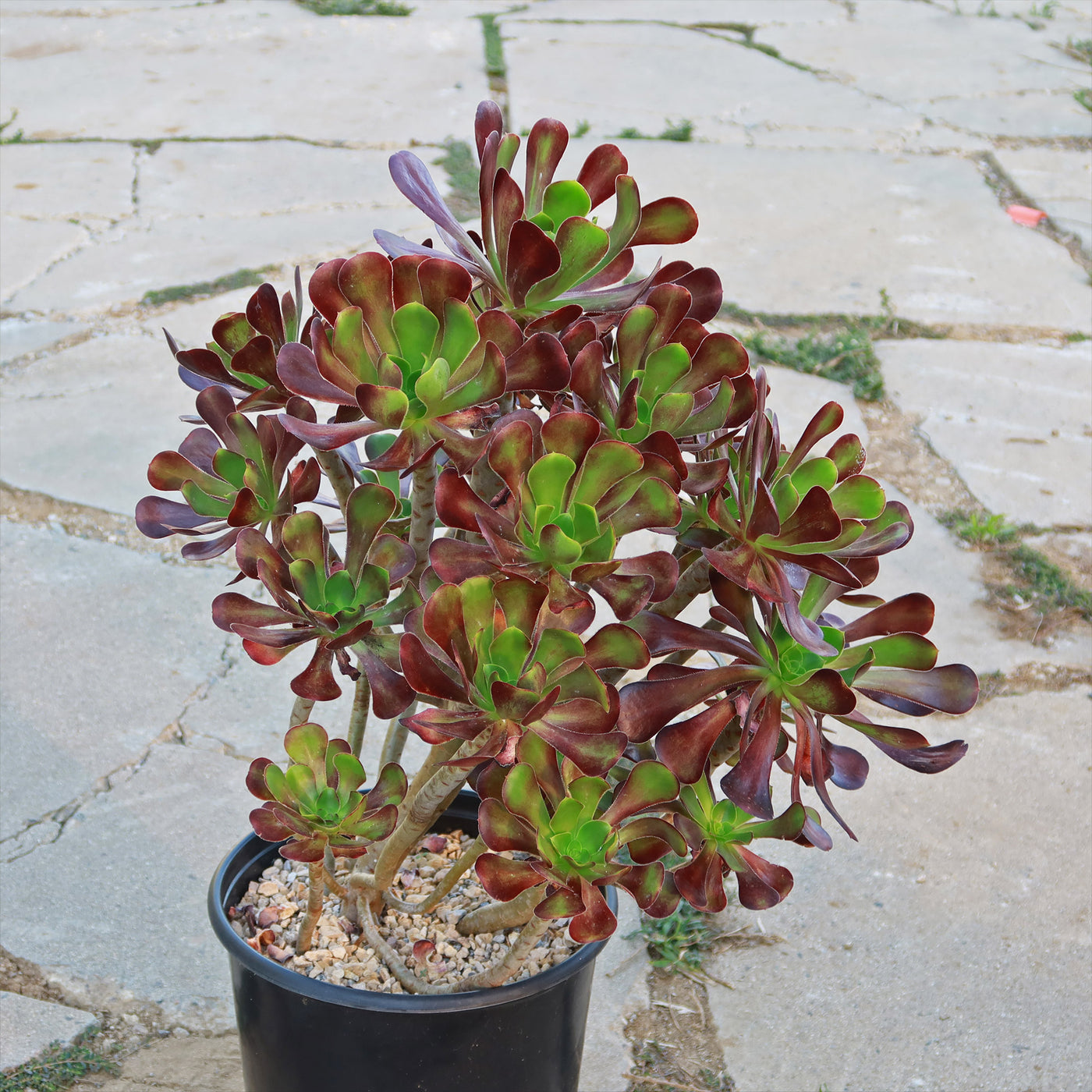 red aeonium succulent Giant Red Aeonium 'Cyclops' 3 Gal