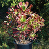 Giant Red Aeonium &