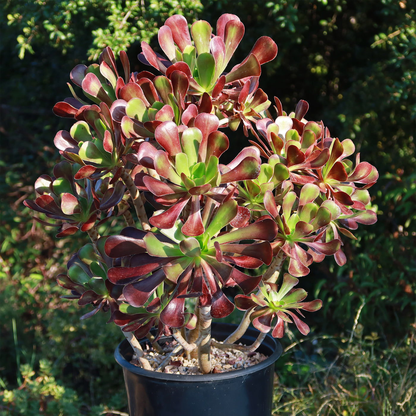 cyclops succulent Giant Red Aeonium 'Cyclops'