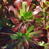 Giant Red Aeonium &