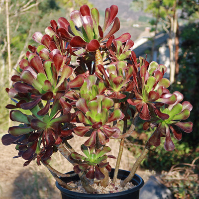 big red succulent Giant Red Aeonium 'Cyclops'