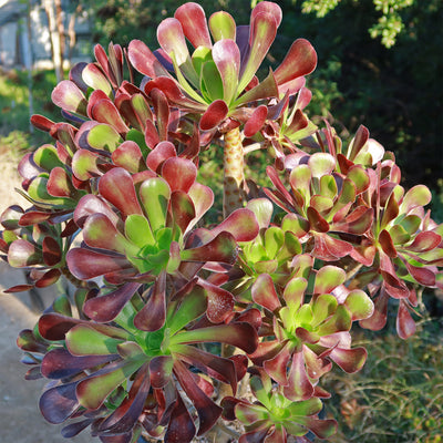 giant succulent tree Giant Red Aeonium 'Cyclops' 3 Gal