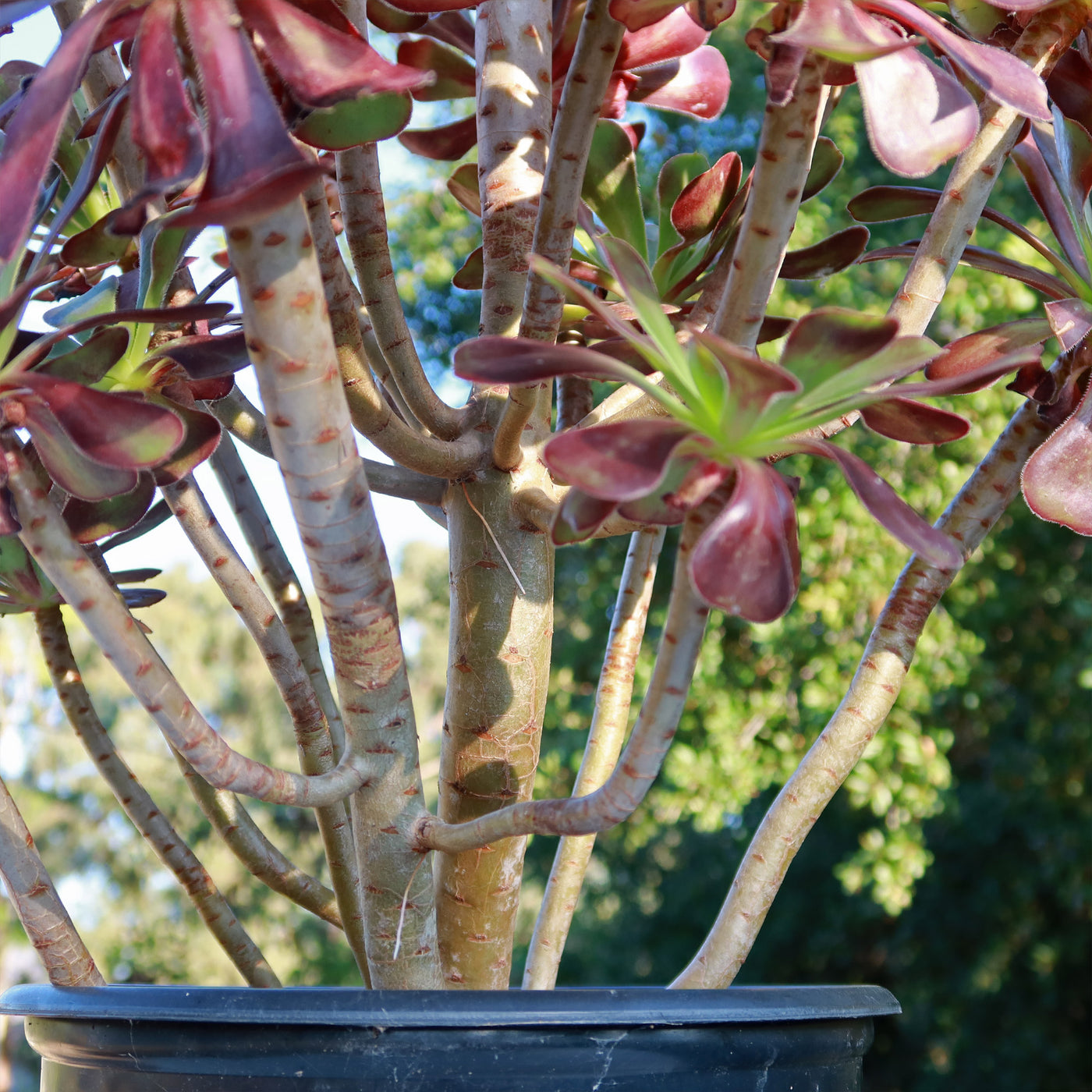 Giant Red Aeonium 'Cyclops'