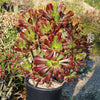 Giant Red Aeonium &