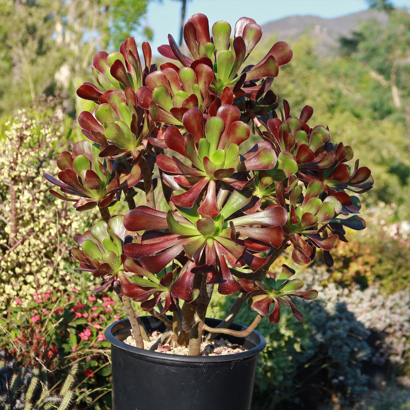 dark red succulent Giant Red Aeonium 'Cyclops' 3 Gal