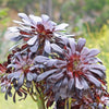 Black Rose - Aeonium arboreum zwartkop