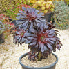 Black Rose - Aeonium arboreum zwartkop