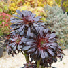 Black Rose - Aeonium arboreum zwartkop