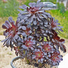 Black Rose - Aeonium arboreum zwartkop