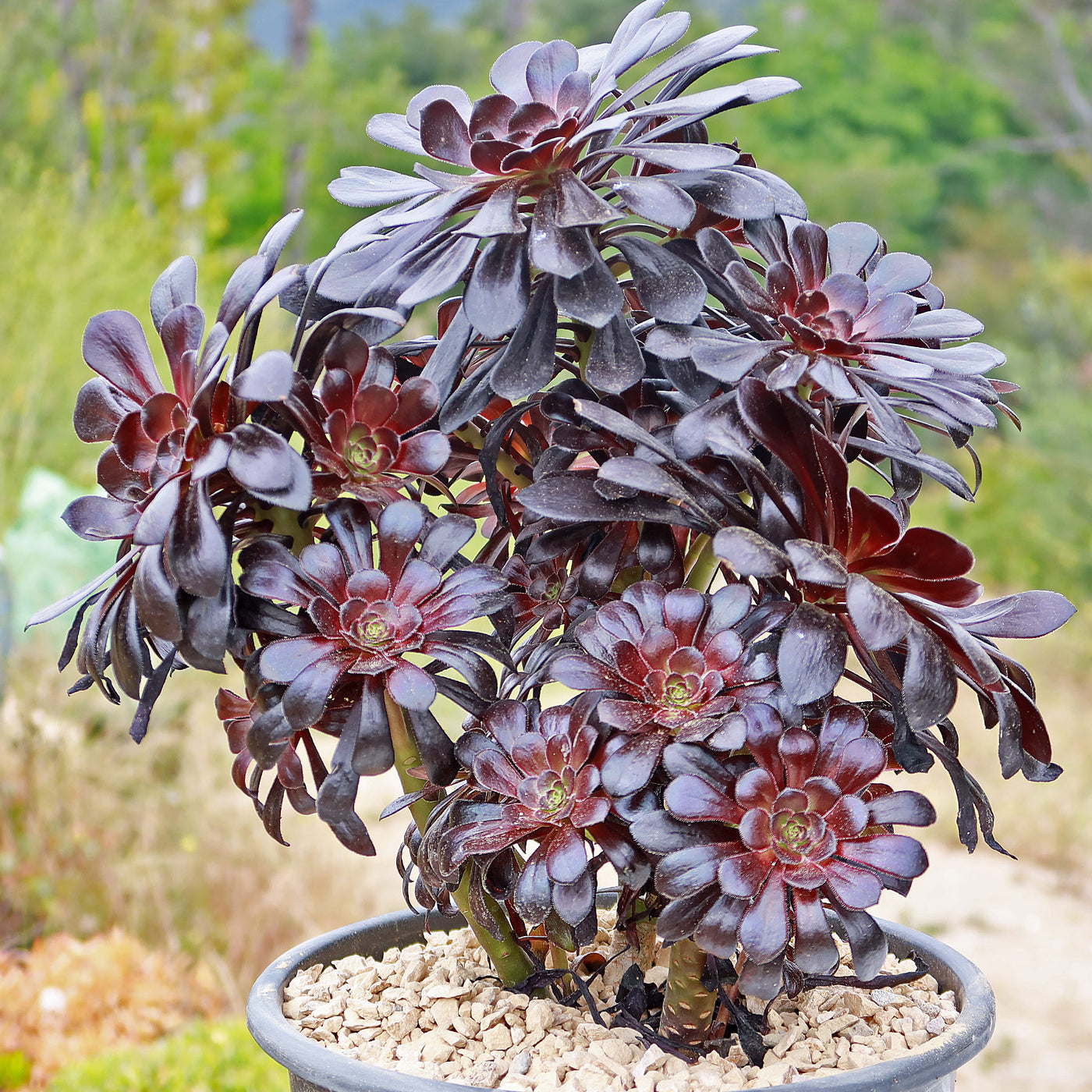 Black Rose - Aeonium arboreum zwartkop