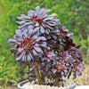 Black Rose - Aeonium arboreum zwartkop