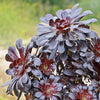 Black Rose - Aeonium arboreum zwartkop