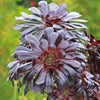 Black Rose - Aeonium arboreum zwartkop