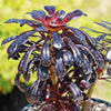 Black Rose - Aeonium arboreum zwartkop