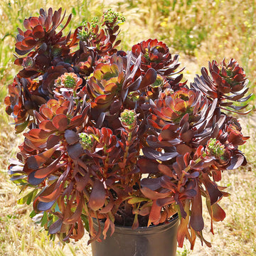 dark purple succulent plant Purple Rose 'Aeonium arboreum Atropurpureum'- Shop Online at Planet Desert