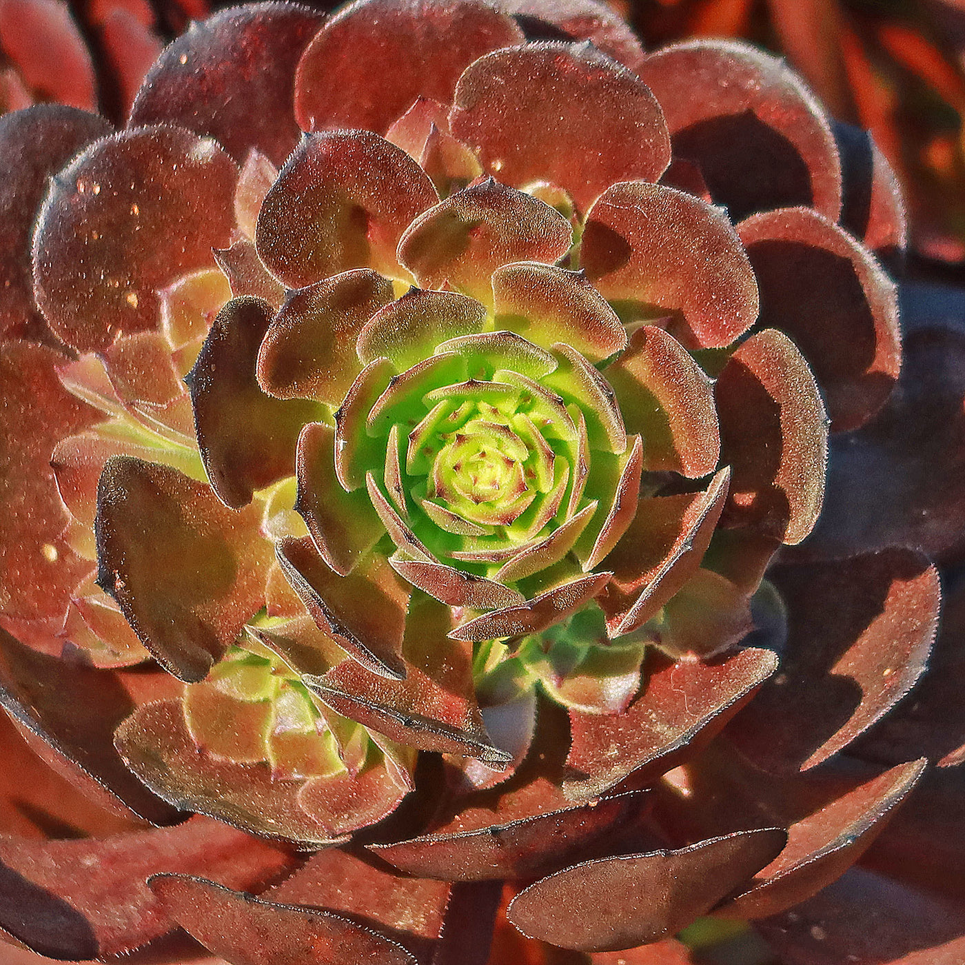atropurpureum succulent Purple Rose 'Aeonium arboreum Atropurpureum'