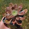 Aeonium arboreum &