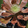 Aeonium arboreum &