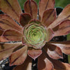 Aeonium arboreum &