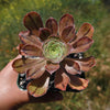 Aeonium arboreum &