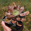 Aeonium arboreum &