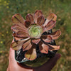 Aeonium arboreum &