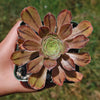 Aeonium arboreum &