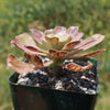 Aeonium arboreum &