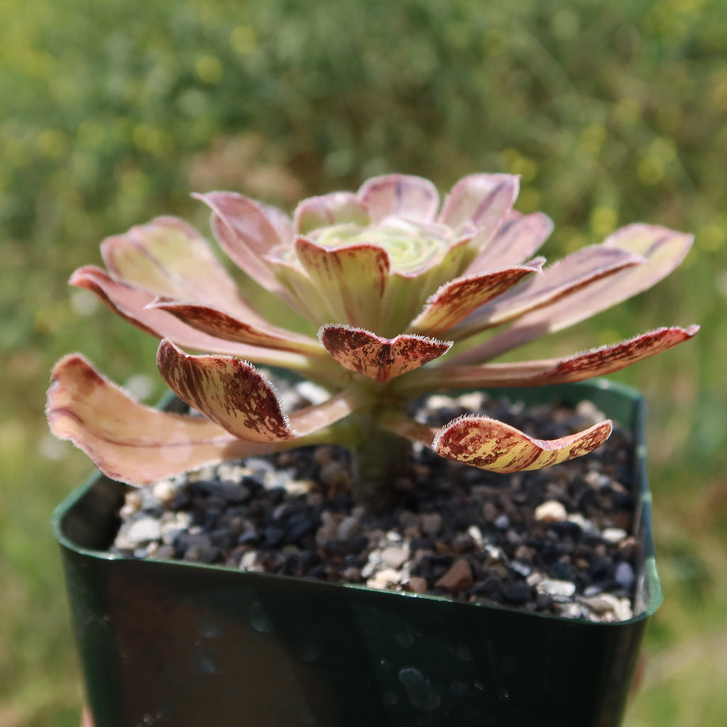 Aeonium arboreum &