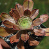 Aeonium arboreum &