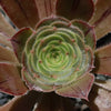 Aeonium arboreum &