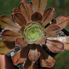 Aeonium arboreum &