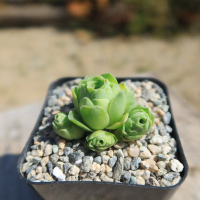 green mountain rose succulent Mountain Rose Succulent ‘Aeonium dodrantale’ (Greenovia dodrantalis)