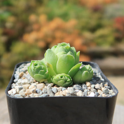 Mountain Rose Succulent ‘Aeonium dodrantale’ (Greenovia dodrantalis)