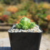 Mountain Rose Succulent ‘Aeonium dodrantale’ (Greenovia dodrantalis)