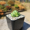 Mountain Rose Succulent ‘Aeonium dodrantale’ (Greenovia dodrantalis)