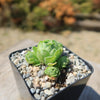 Mountain Rose Succulent ‘Aeonium dodrantale’ (Greenovia dodrantalis)