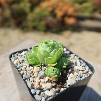 Mountain Rose Succulent ‘Aeonium dodrantale’ (Greenovia dodrantalis)