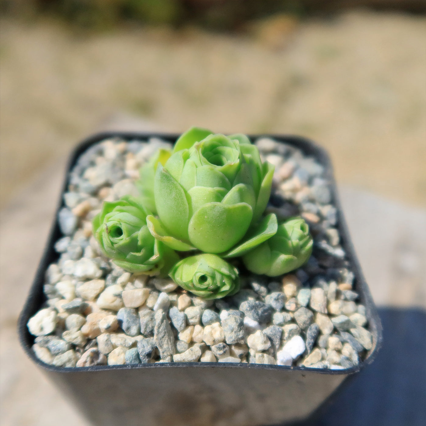 succulents greenovia with thorns hairy shape leaves Mountain Rose Succulent ‘Aeonium dodrantale’ (Greenovia dodrantalis)