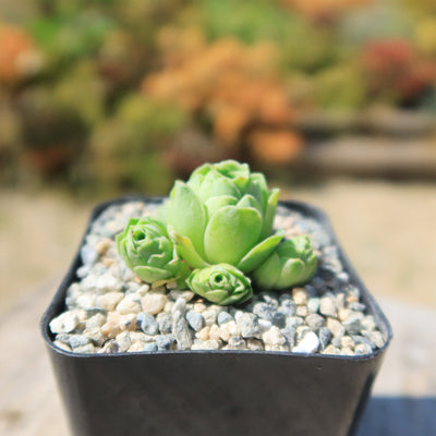 Mountain Rose Succulent ‘Aeonium dodrantale’ (Greenovia dodrantalis)