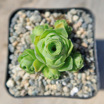 Mountain Rose Succulent ‘Aeonium dodrantale’ (Greenovia dodrantalis)