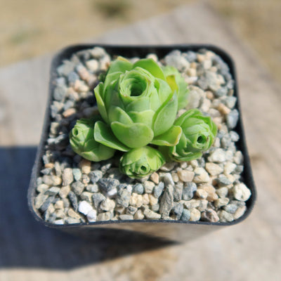 Mountain Rose Succulent ‘Aeonium dodrantale’ (Greenovia dodrantalis)