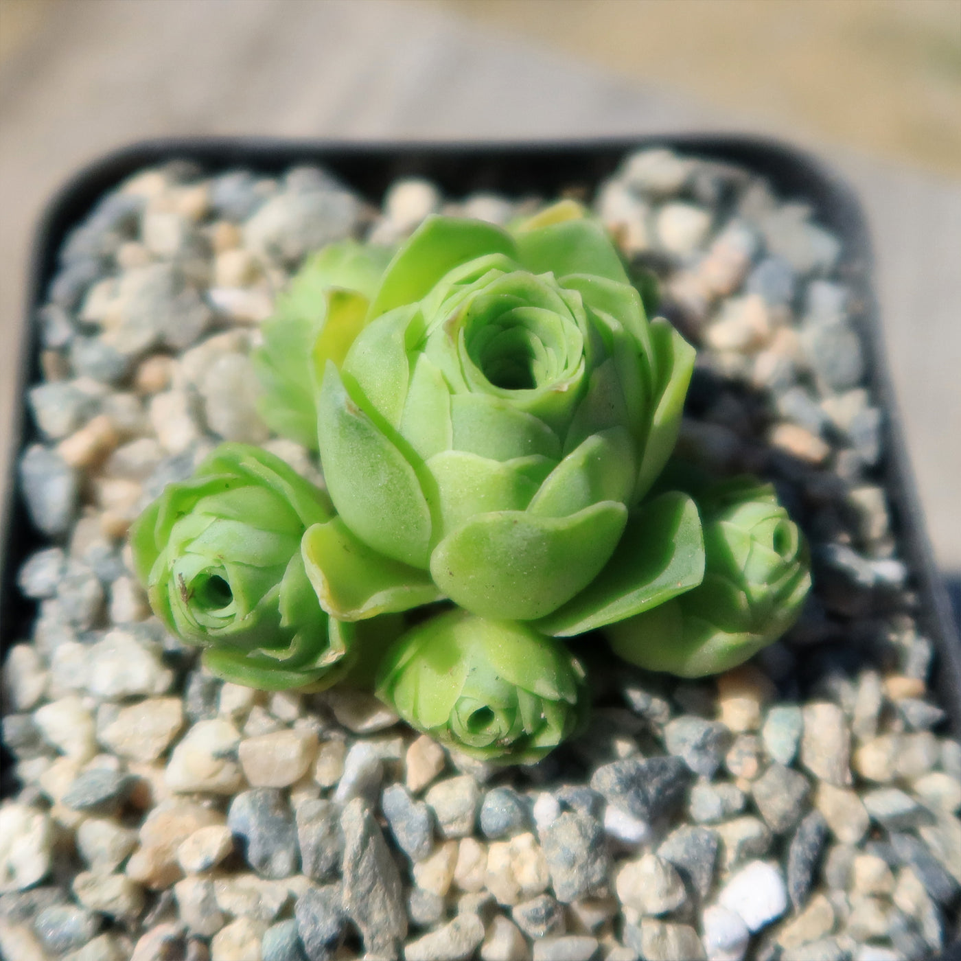 Mountain Rose Succulent ‘Aeonium dodrantale’ (Greenovia dodrantalis)