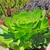 Canary Aeonium - Aeonium canariense