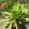 Aeonium gomerense