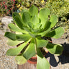 Aeonium gomerense