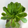 Aeonium gomerense