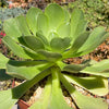 Aeonium gomerense